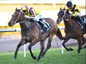 Super Too ready for first-up Carlyon tilt