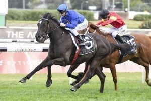 Can Avilius win the 2018 Melbourne Cup?