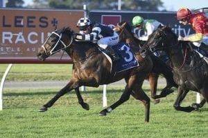 Carzoff claims Newcastle Gold Cup