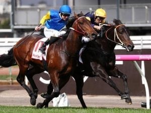 Brutal toughs out fighting Flemington win