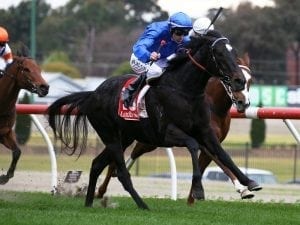 Spring test for talented filly Multaja