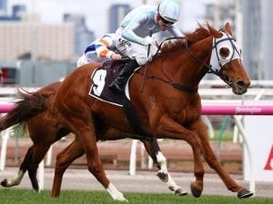 Violate resumes with strong Flemington win