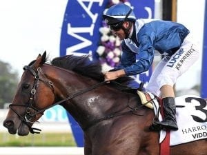 Viddora primed for G1 Moir Stakes first-up