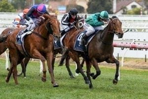 Cox Plate rematch ahead for Humidor