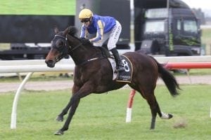 Tiley picks right option for exciting filly