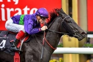 Petition chasing first stakes race win