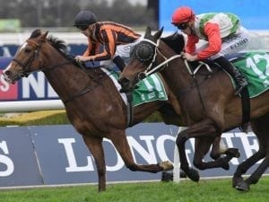 Canberra-trained horse wins Highway Hcp