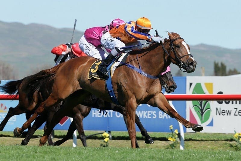 Te Akau Shark sounds ominous warning to spring rivals | Horse Betting