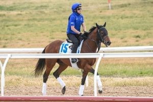 Capacity field declared for Caulfield Cup