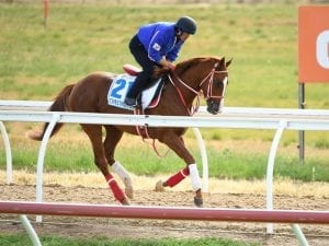 Japanese stayers ready for Cup challenge