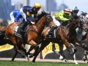 Mike Moroney with two Caulfield Cup hopes