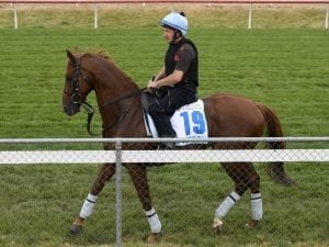 Red Verdon on target for G1 Caulfield Cup