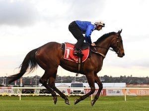 Everything perfect for Winx on Plate eve