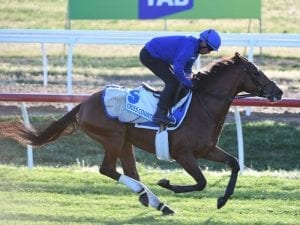 Cross Counter moving well ahead of Cup bid