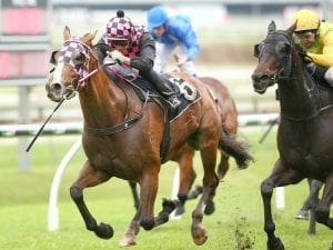 Zofonic Dancer gets chance to stay