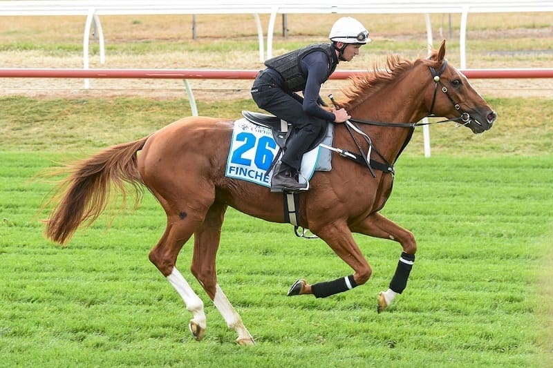 Finche Melbourne Cup 2018