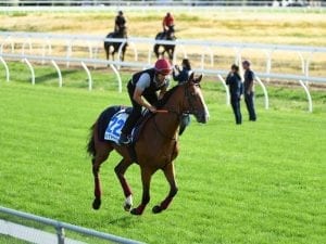 Field of 16 for Group Three Geelong Cup