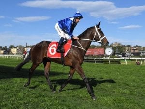 Winx tunes up for fourth Cox Plate