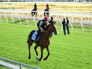 Withhold favourite to win G3 Geelong Cup