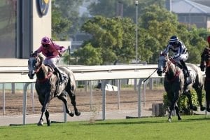 Hot King Prawn Sizzles in the Bowl to put Clipperton back in the big time