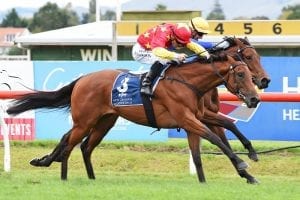 Kiss of death mare proves a winner