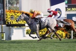 Grey high-weights opt to sprint in Sunday’s G2 Premier Bowl