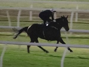 Winx picture perfect ahead of Turnbull