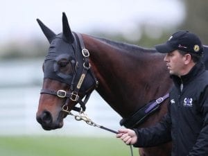 Winx in perfect shape for fourth Cox Plate