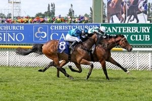 Bizzwinkle wins the New Zealand Cup on November 17