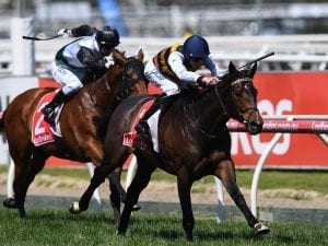 Lord Fandango chasing home track Cup win