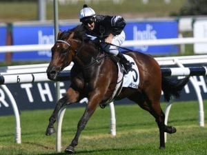 Victorem chases stakes success in Brisbane