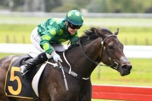 Mare shows plenty of power to win Levin Stakes