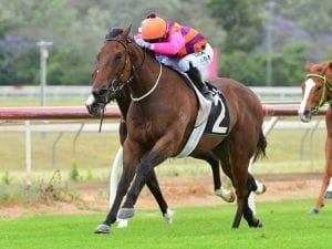 Desert Digby, Conquermore in stable double