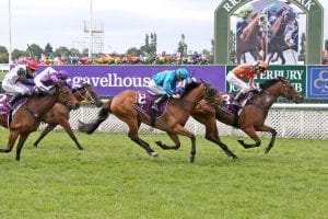 Sensational win in Guineas Visiting northern filly
