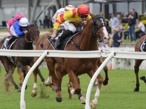 Roheryn is one of the key chances in the Southern Cross Stakes