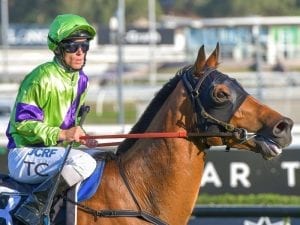 Suncraze set to bounce back at Rosehill