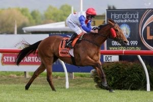 Savvy Coup primed for Matriarch