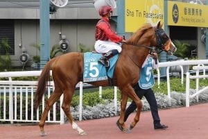 Siu family double-handed in HK$28 million Hong Kong Cup