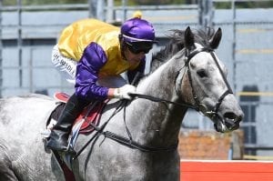 Stratocaster to tackle the greys
