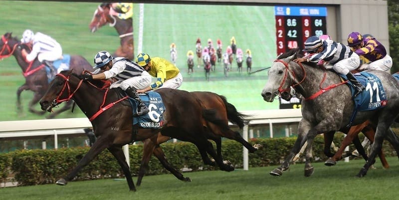 Hong Kong Stewards' Cup Betting Horse Racing Information