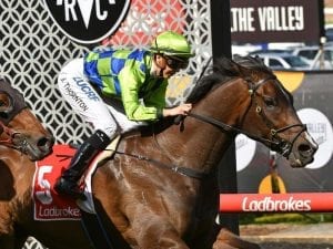 Our Luca confirms liking for Moonee Valley