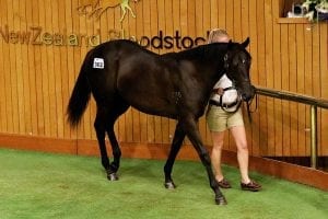 Familial ties prove strong attraction in desire for Savabeel filly