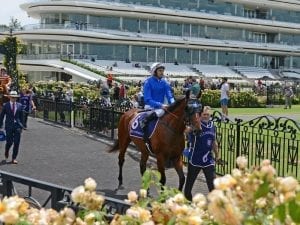 Blue Diamond Preview favourites draw wide