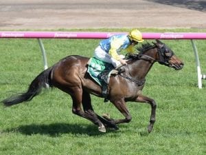 Caulfield return for McEvoy-trained mares