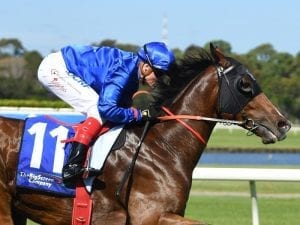 Godolphin with two Manfred Stakes chances