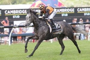 Rodd returns to ride in New Zealand