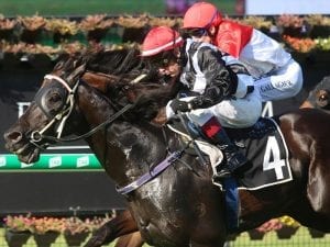Stephenson dreaming of Toowoomba Cup win
