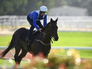 Bowman pleased by Winx's Rosehill trial