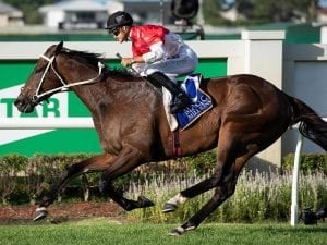 Bergerac back at favourite track