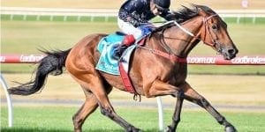 South Australian Derby feature image
